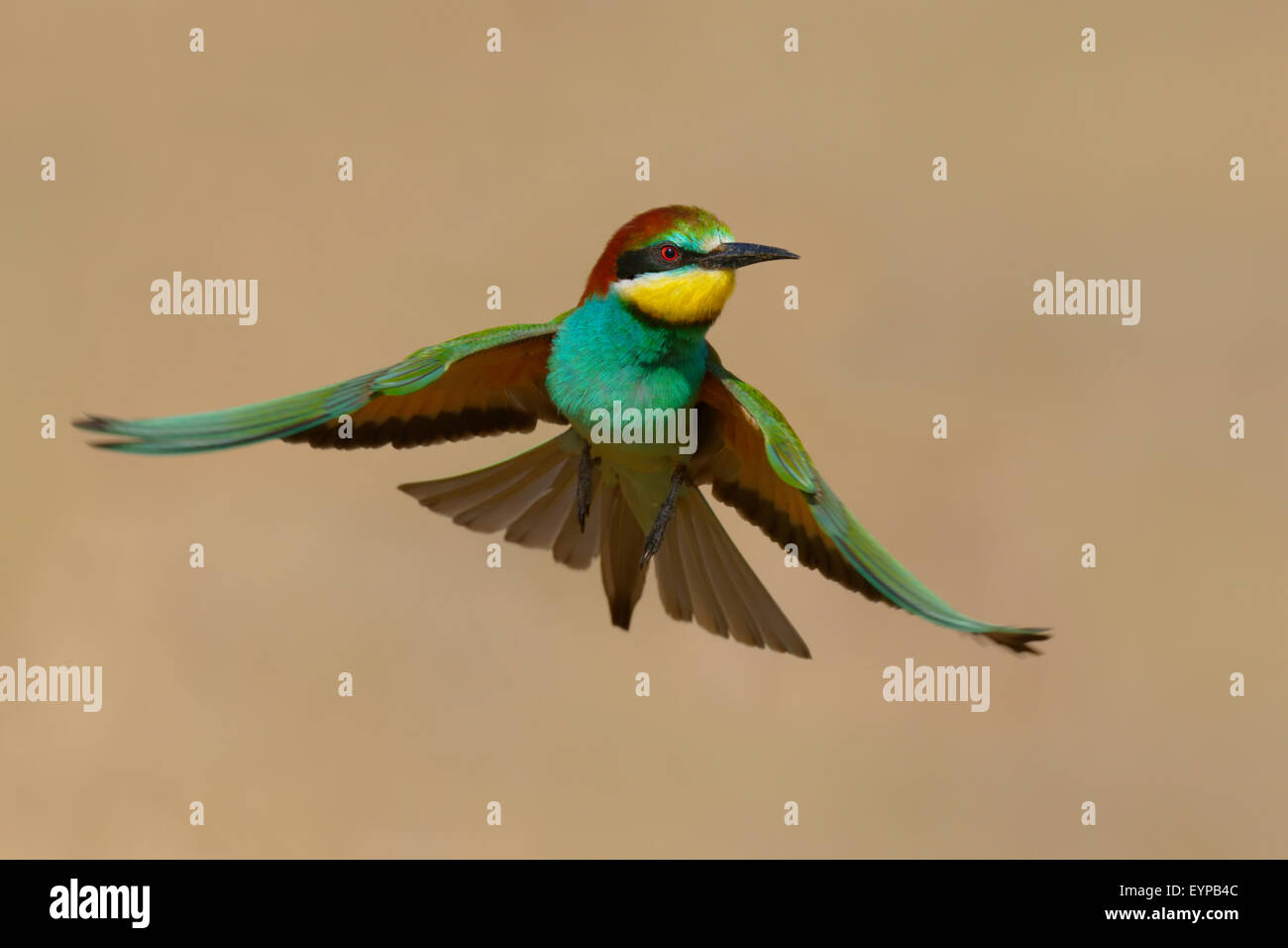 Europäische Bee eater - merops Apiaster - Abelharuco - Vogel Stockfoto