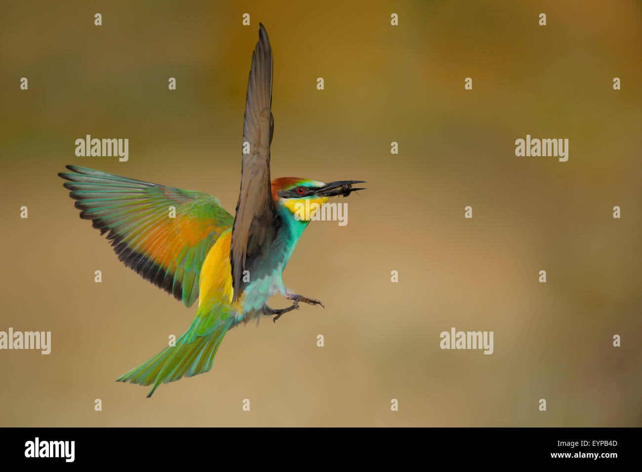 Europäische Bee eater - merops Apiaster - Abelharuco - Vogel Stockfoto