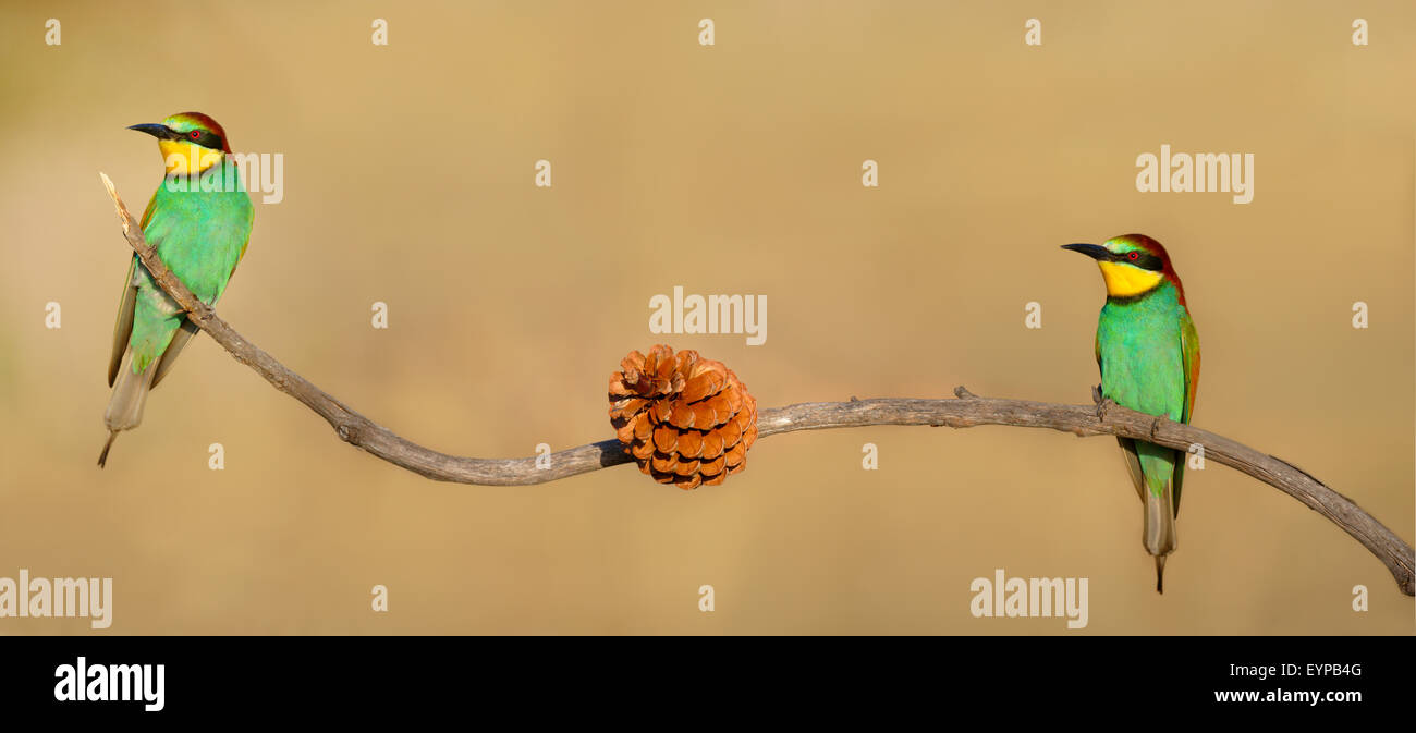 Europäische Bee eater - merops Apiaster - Abelharuco - Vogel Stockfoto