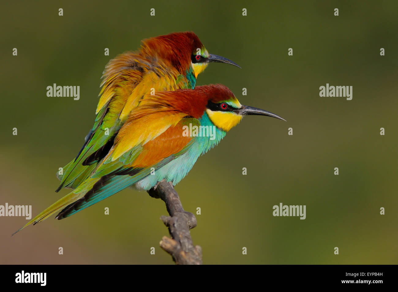 Europäische Bee eater - merops Apiaster - Abelharuco - Vogel Stockfoto