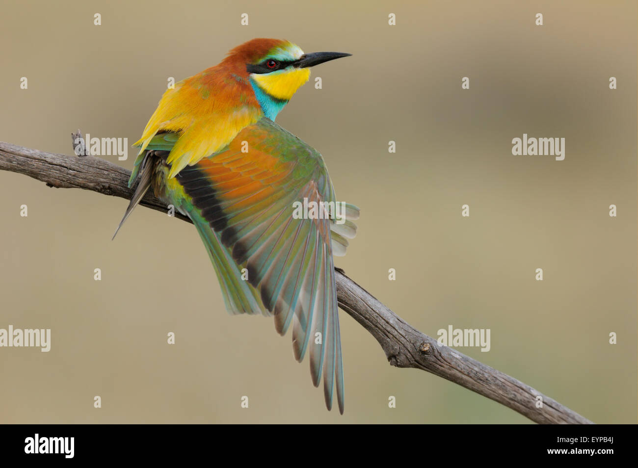 Europäische Bee eater - merops Apiaster - Abelharuco - Vogel Stockfoto