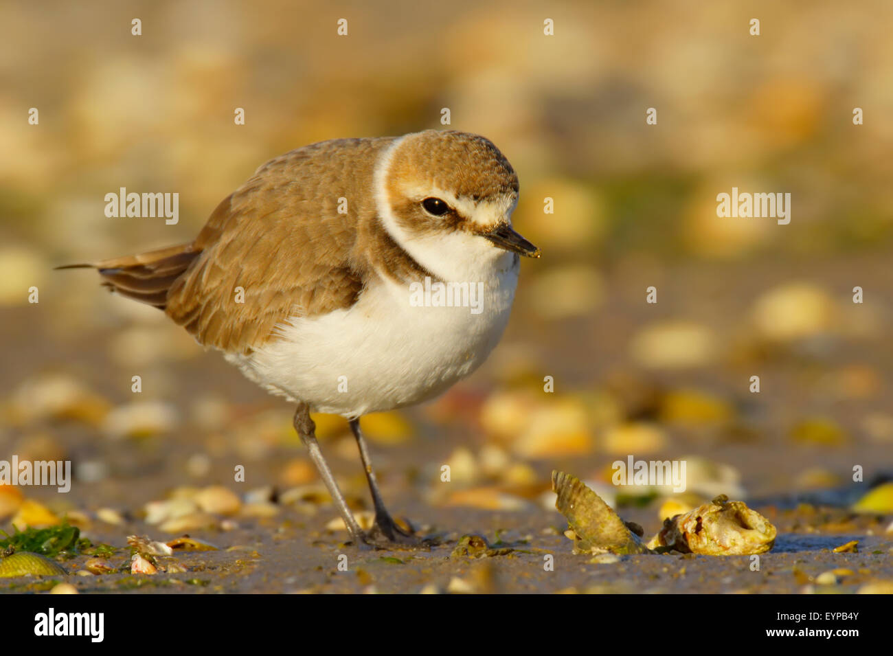 Seeregenpfeifer - Charadrius Alexandrinus - Borrelho Coleira Interrompida - Vogel Stockfoto