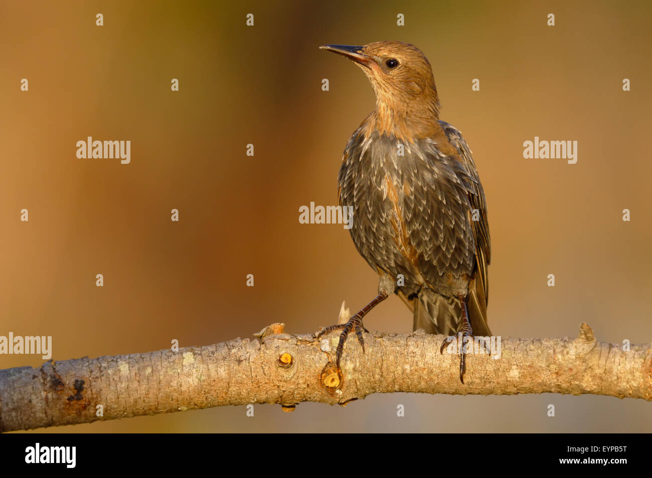 Gemeinsamen Starling - Sturnus Vulgaris - Estorninho - Vogel Stockfoto