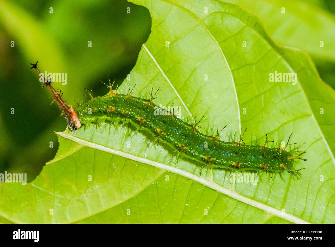 Blaue raupen Fotos und Bildmaterial in hoher Auflösung Alamy