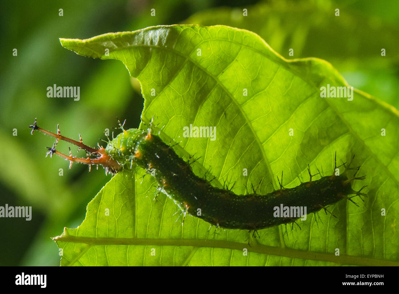 Blaue raupen Fotos und Bildmaterial in hoher Auflösung Alamy