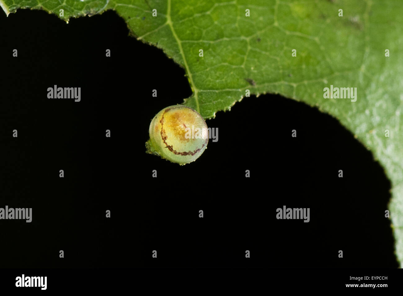 Ein einzelnes Ei ein Banded blaue Schmetterling Stockfoto