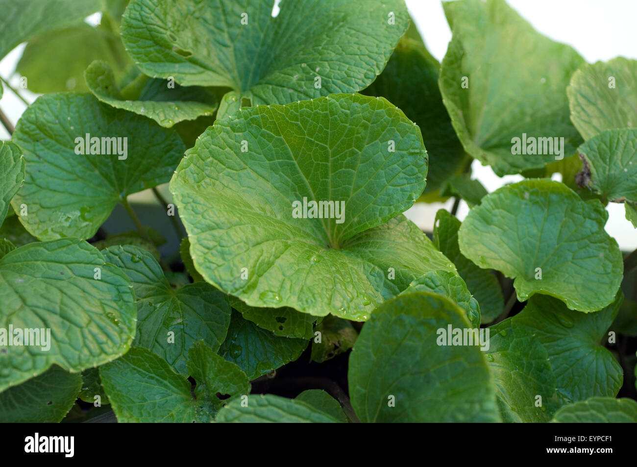 Wasabi Wasabia Japonica, Eutrema Japonica, Japanischer Meerrettich, Heilpflanzen, Stockfoto