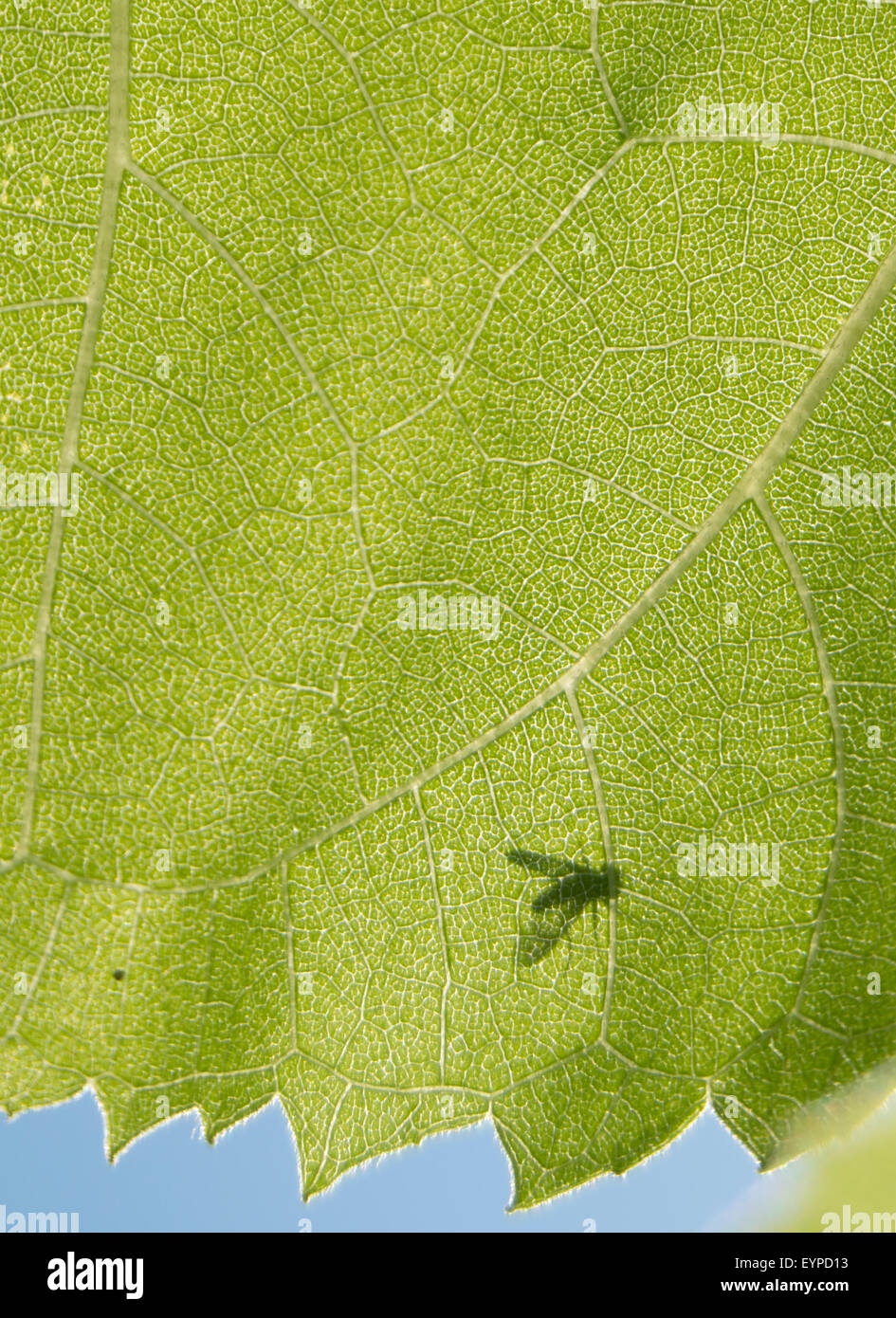 grünes Blatt Nahaufnahme, fliegen Stockfoto