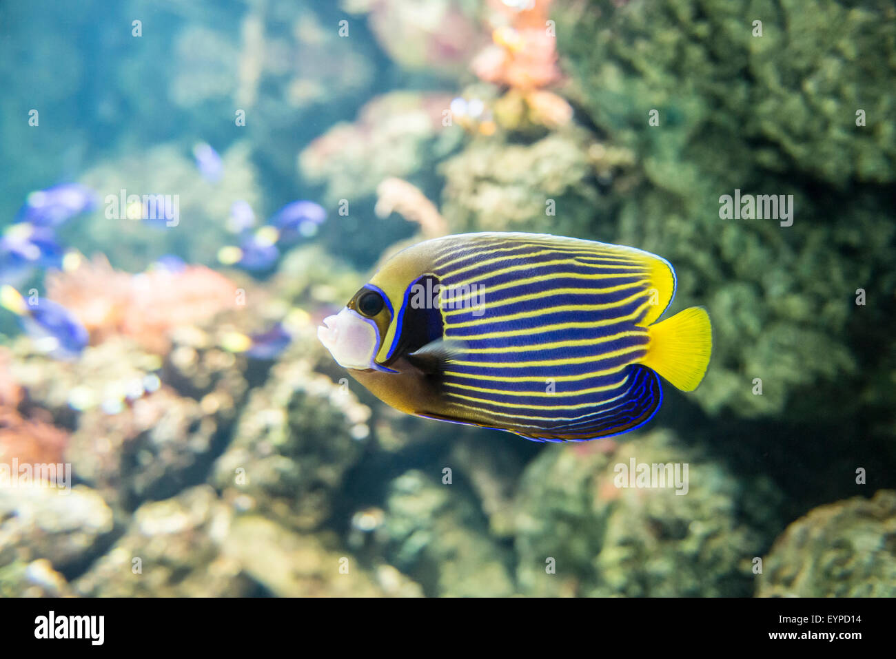 Im östlichen Atlantik Lebender Langer Fisch Pomacanthus Imperator ist ein typischer Fisch des Pazifik und Atlantik
