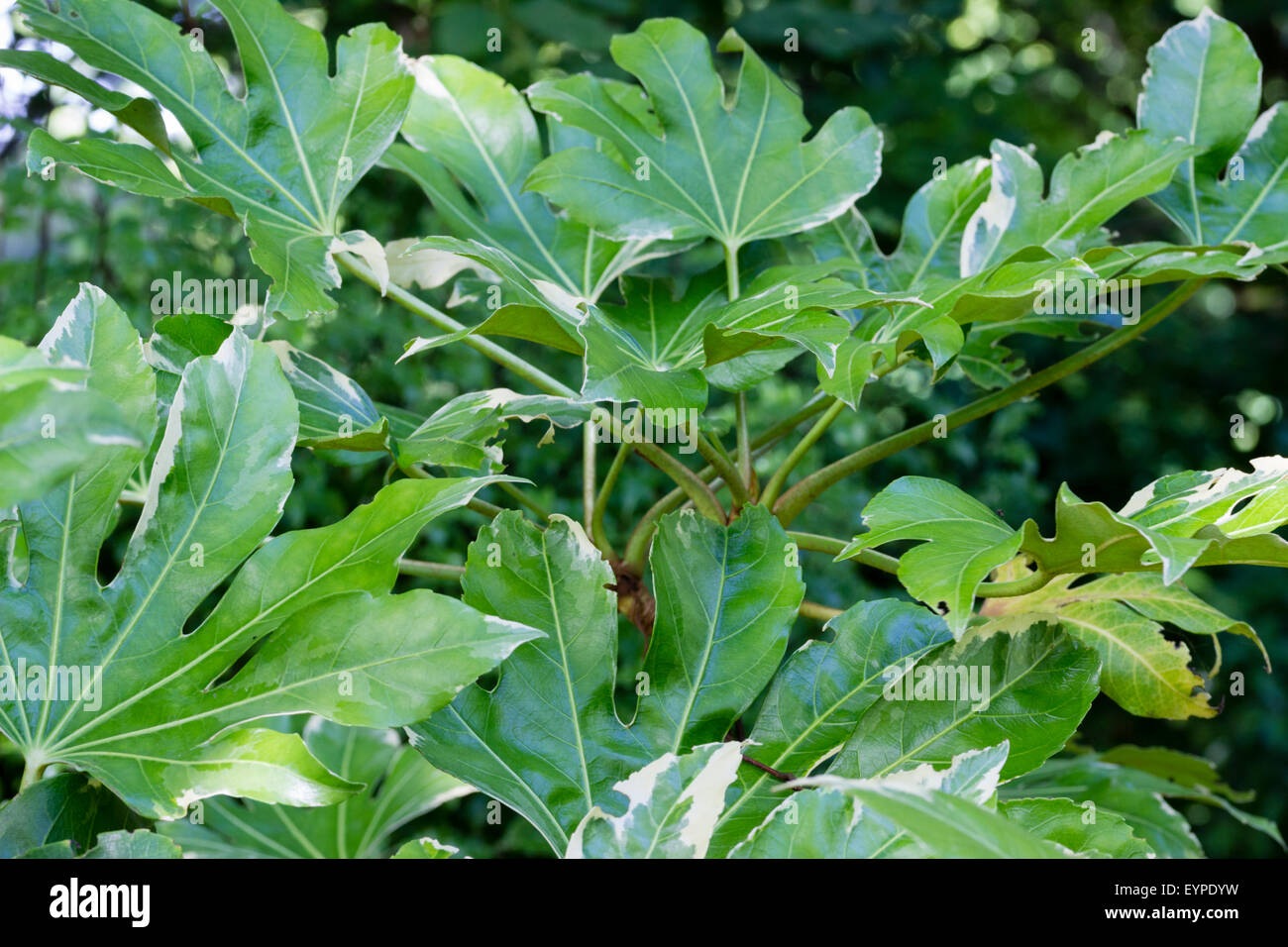 Groß, Blätter weiß umrandet von den imposanten immergrüner Strauch, Fatsia Japonica "Variegata" Stockfoto