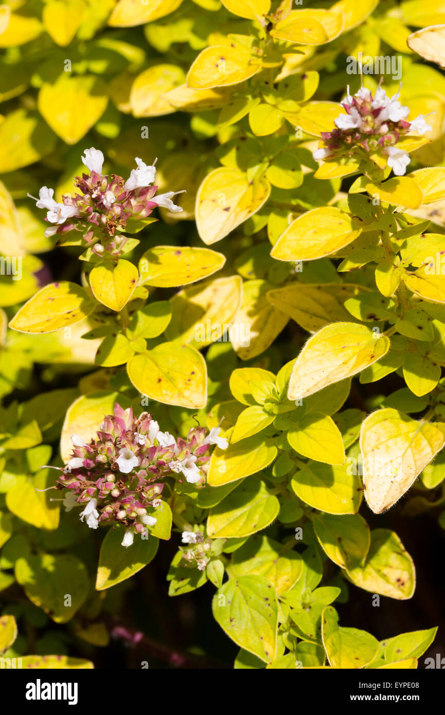 Nicht oft produziert, die Juli-Blumen Golden Majoran, Origanum Vulgare 'Aureum' Kontrast mit dem gelben Laub Stockfoto