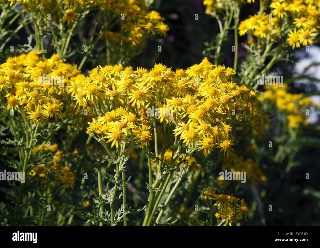 Kreuzkraut Wildpflanze gelbe Blumen, Jacobaea vulgaris Stockfoto