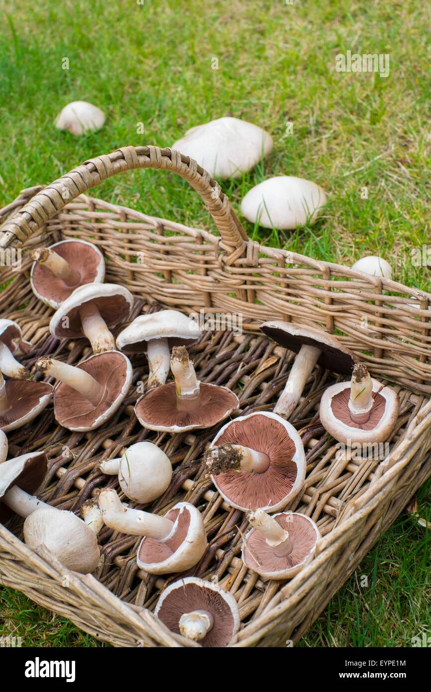 Agaricus Campestris - Pilz Feld oder Wiese Pilz. Wicker Trug mit frisch gepflückten Exemplare. Stockfoto