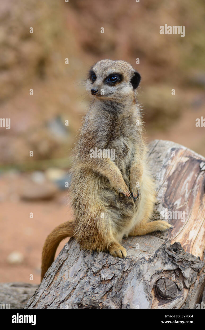 Erdmännchen in Yorkshire Wildlife Park, Doncaster, South Yorkshire, Großbritannien. Bild: Scott Bairstow/Alamy Stockfoto