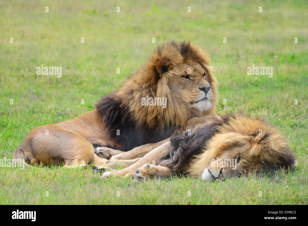 Löwen am Yorkshire Wildlife Park, Doncaster, South Yorkshire, Großbritannien. Bild: Scott Bairstow/Alamy Stockfoto