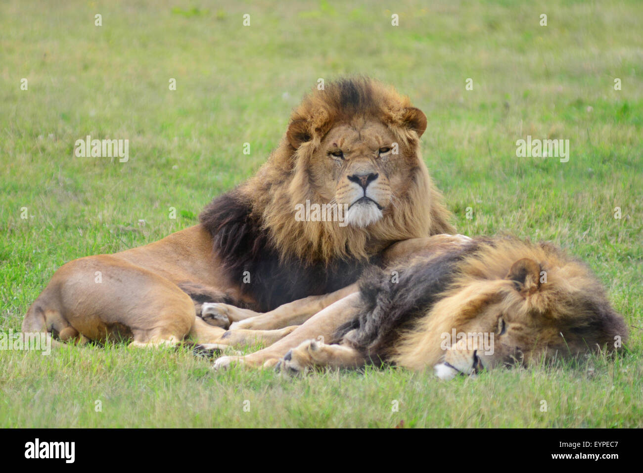 Löwen am Yorkshire Wildlife Park, Doncaster, South Yorkshire, Großbritannien. Bild: Scott Bairstow/Alamy Stockfoto