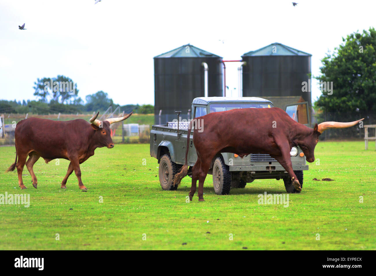 Rinder in Yorkshire Wildlife Park, Doncaster, South Yorkshire, Großbritannien. Bild: Scott Bairstow/Alamy Stockfoto