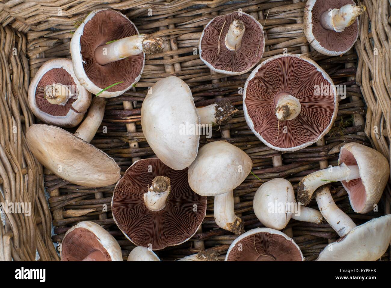 Agaricus Campestris - Pilz Feld oder Wiese Pilz. Wicker Trug mit frisch gepflückten Exemplare. Stockfoto