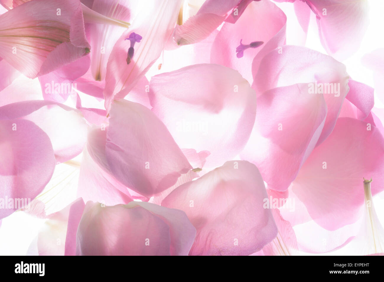 Soft-Fokus rosa Blütenblätter Stockfoto
