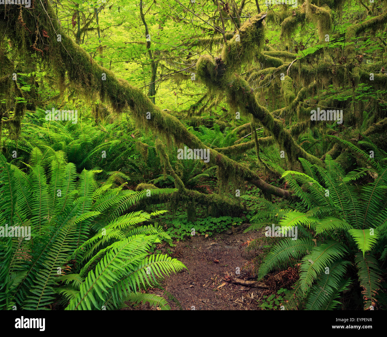 Grünen Schwert Farn und Moos in den Hoh Rainforest in Olympic Nationalpark, Washington Stockfoto
