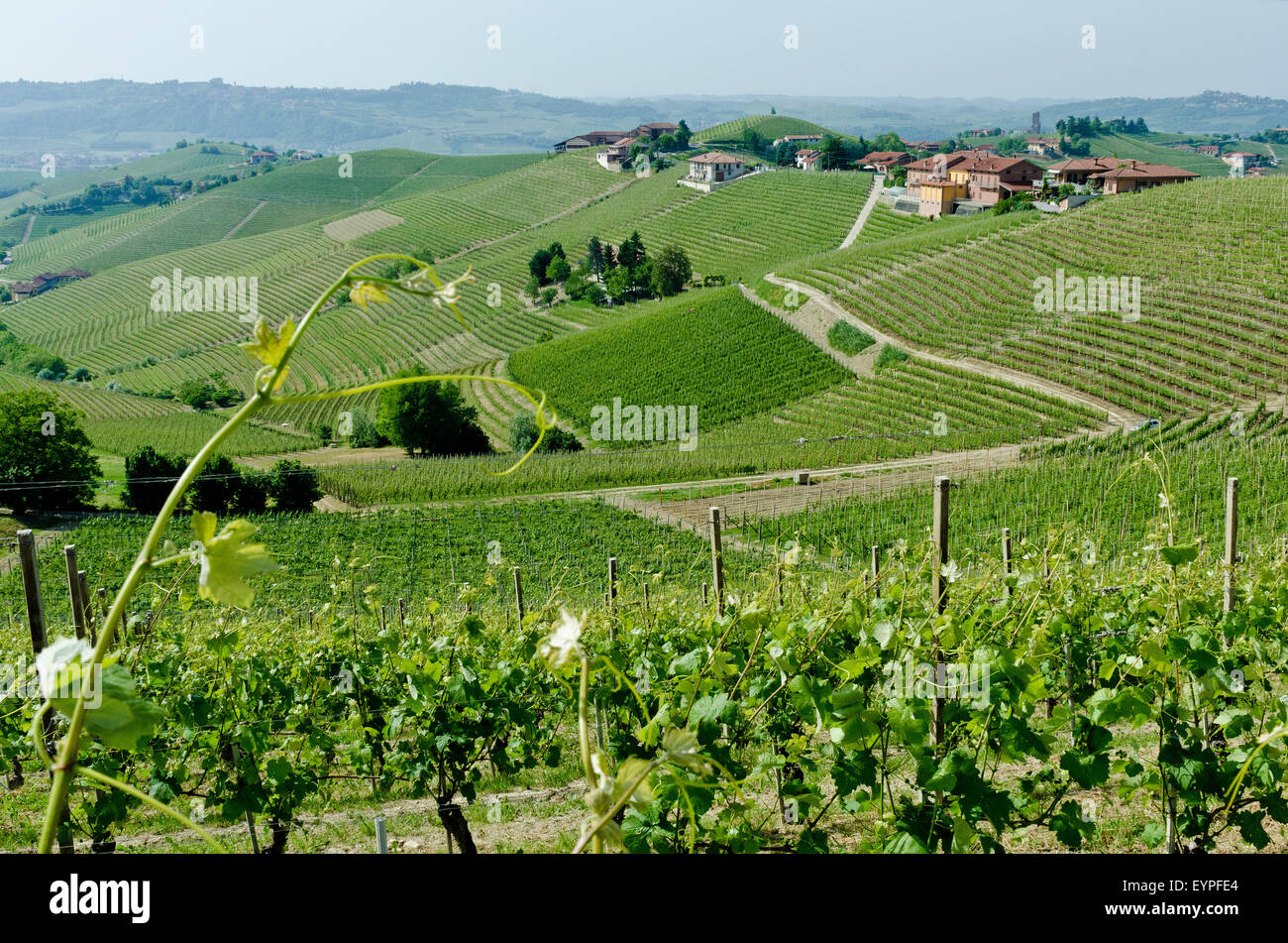 Italien, Panorama über die Weinberge des Piemonts: Langhe Roero und Monferrato auf der UNESCO-Welterbe Liste Stockfoto