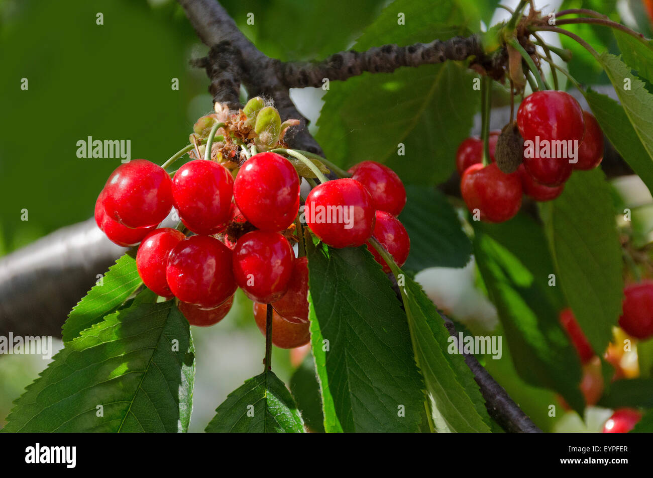 Kirschen-Früchte Stockfoto