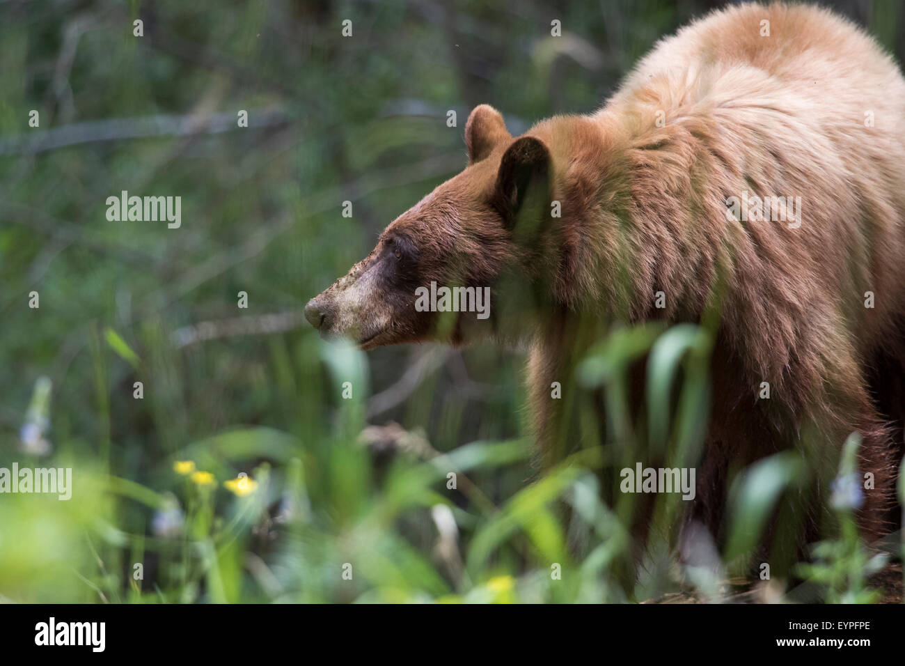 Ein wilder kalifornischer Schwarzbär . Obwohl ein schwarzer Bär viele braun sind. In den Bergen der östlichen Sierra Nevada. Stockfoto