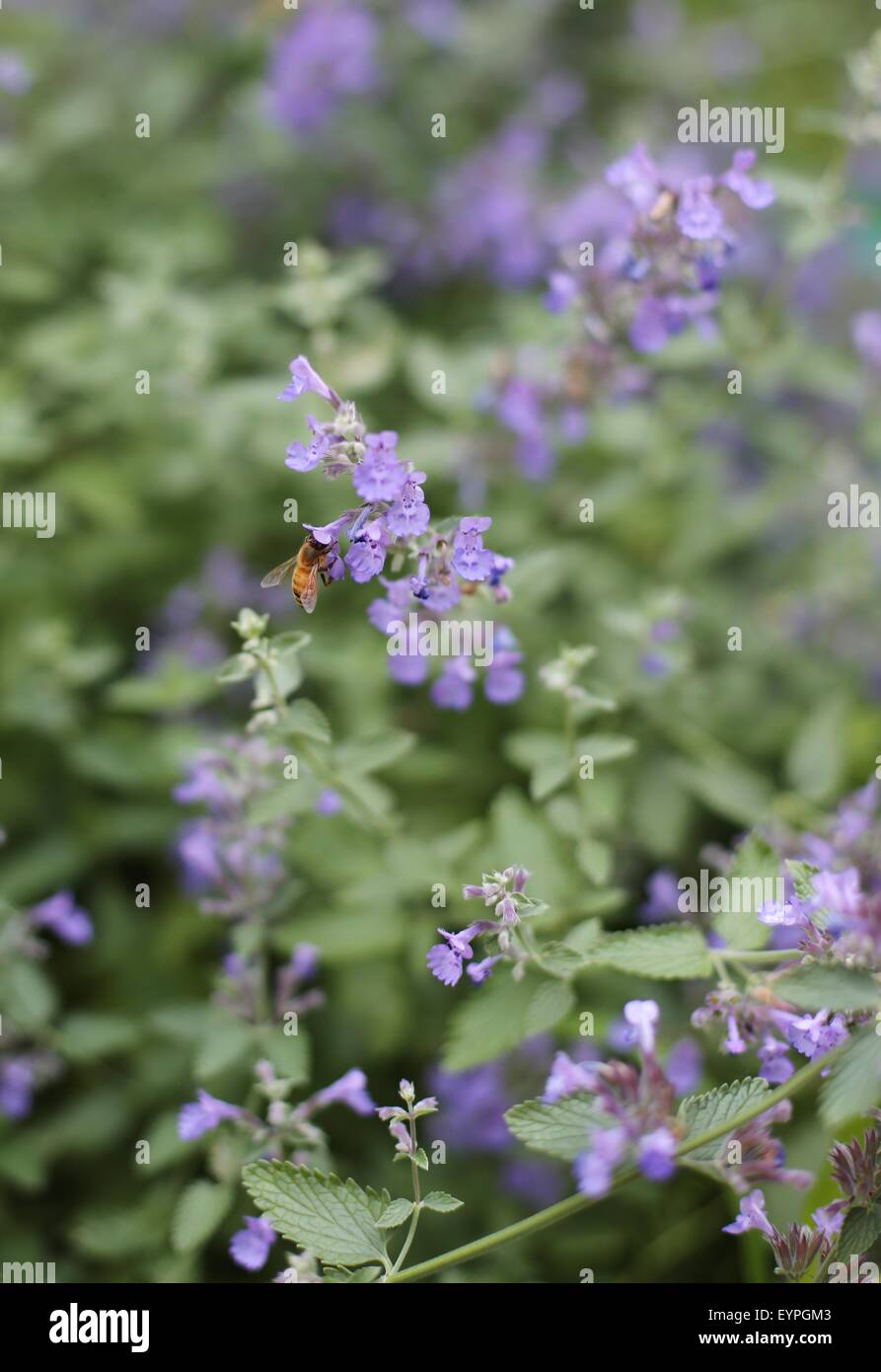 Eine Biene auf einer Catmint Blume. Stockfoto