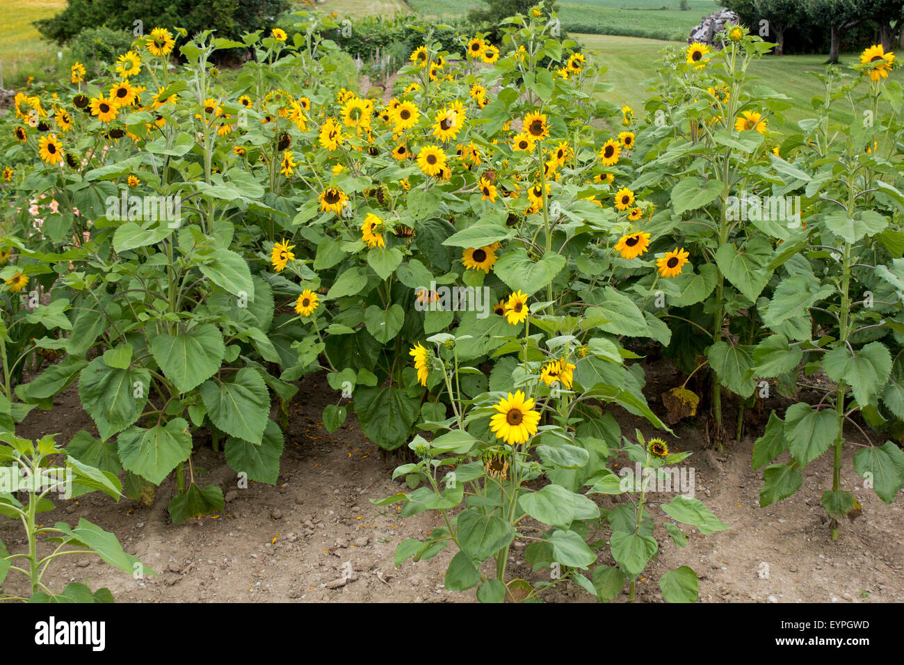 Große Haufen von Sonnenblumen auf einem Bauernhof außerhalb der Stadt von Sonya, Ontario Stockfoto