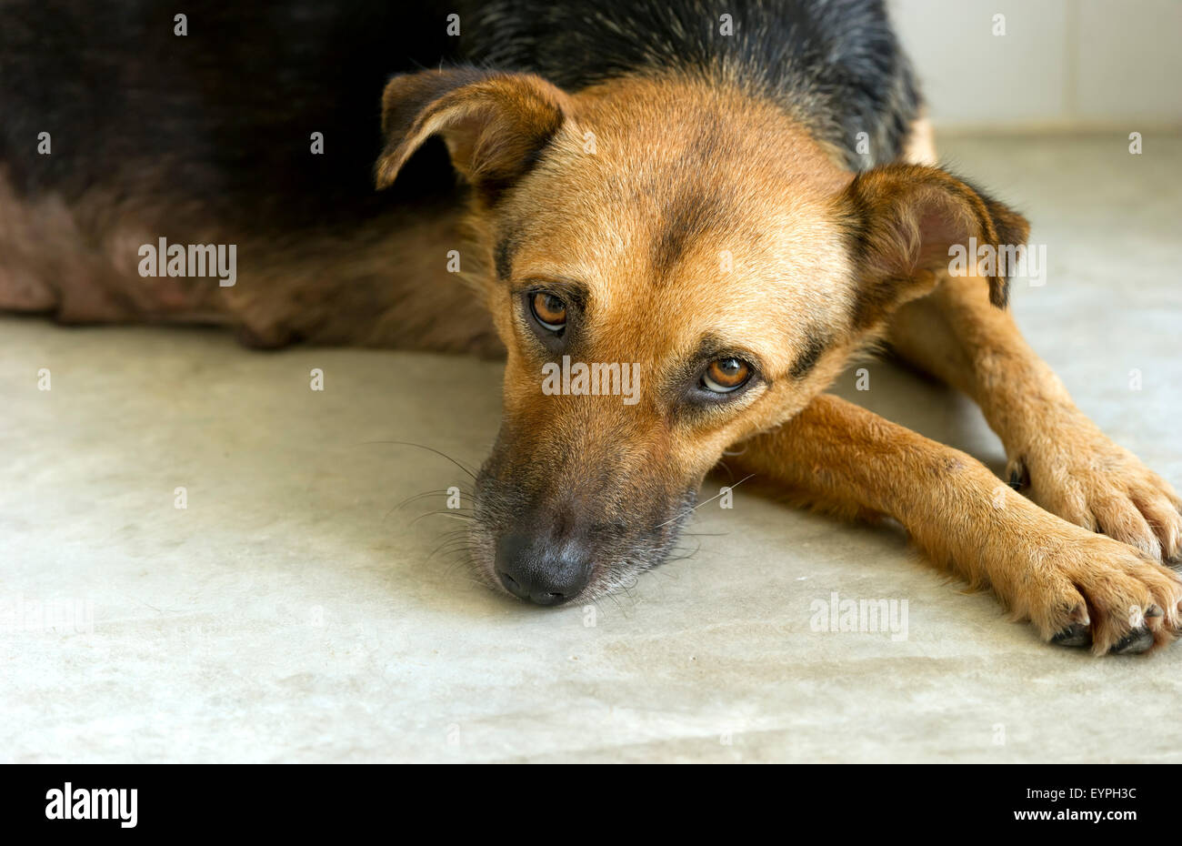 Trauriger Hund ist ein sehr trauriger Augen Hund suchen verloren, einsam und verlassen. Stockfoto