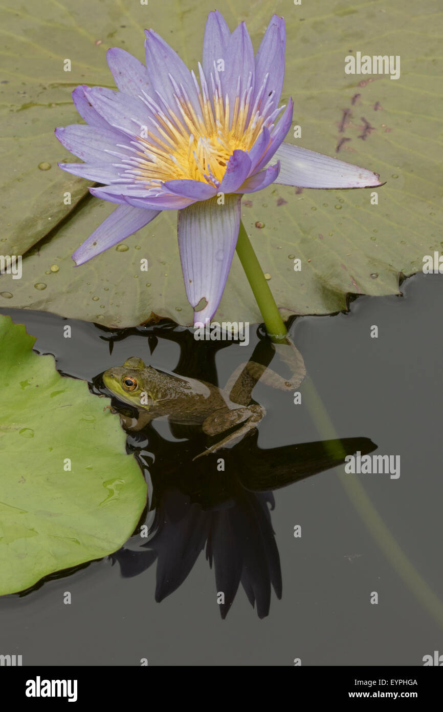 Amerikanischer Ochsenfrosch (Lithobates Catesbeianus), heimisch in Nordamerika, (Rana Catesbiena), Washington, District Of Columbia, o Stockfoto