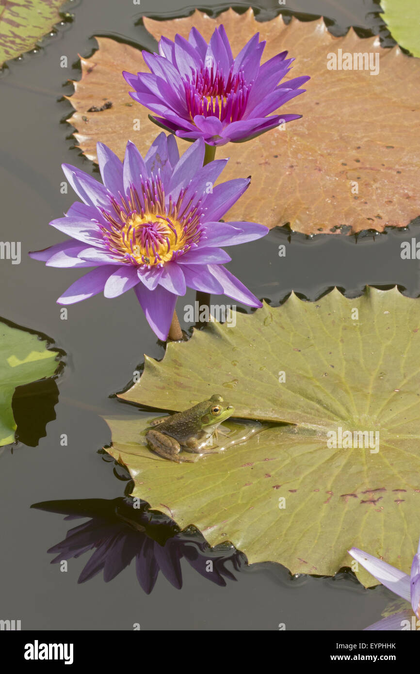 Amerikanischer Ochsenfrosch (Lithobates Catesbeianus), heimisch in Nordamerika, (Rana Catesbiena), Washington, District Of Columbia, o Stockfoto