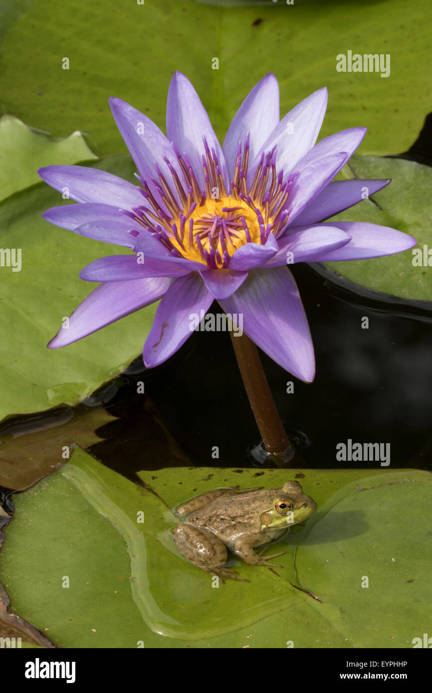 Amerikanischer Ochsenfrosch (Lithobates Catesbeianus), heimisch in Nordamerika, (Rana Catesbiena), Washington, District Of Columbia, o Stockfoto