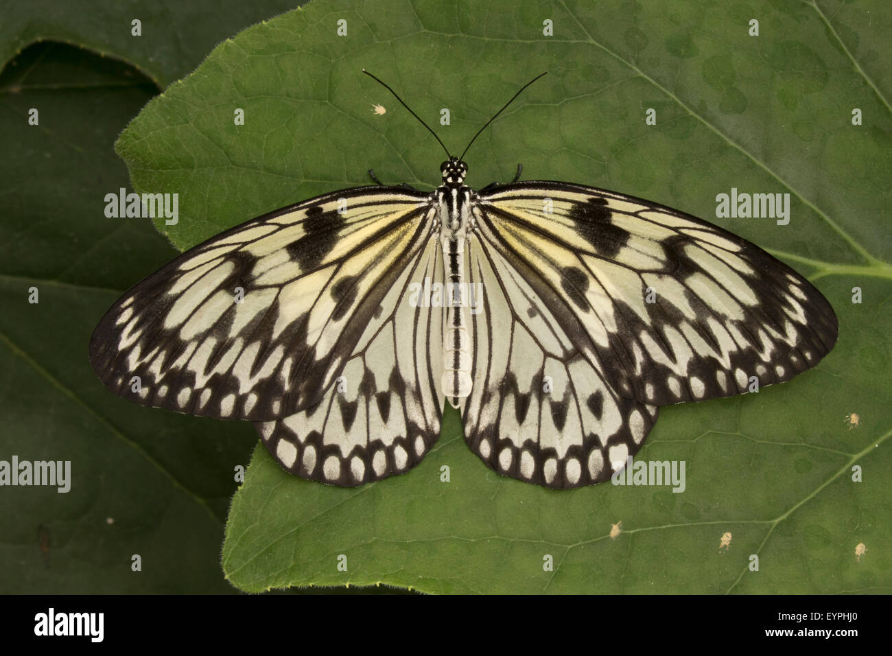 Papier-Drachen, Reispapier oder Großbaum Nymphe Schmetterling (Idee Leuconoe) ursprünglich aus Asien, gefangen Stockfoto