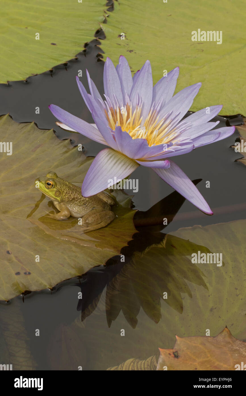 Amerikanischer Ochsenfrosch (Lithobates Catesbeianus), heimisch in Nordamerika, (Rana Catesbiena), Washington, District Of Columbia, o Stockfoto