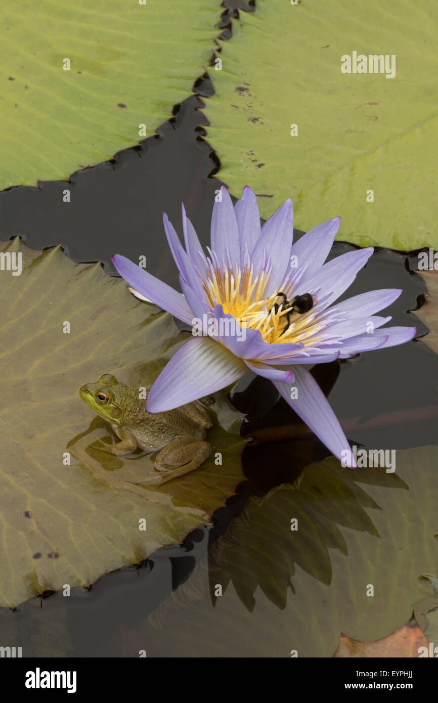 Amerikanischer Ochsenfrosch (Lithobates Catesbeianus), heimisch in Nordamerika, (Rana Catesbiena), Washington, District Of Columbia, o Stockfoto