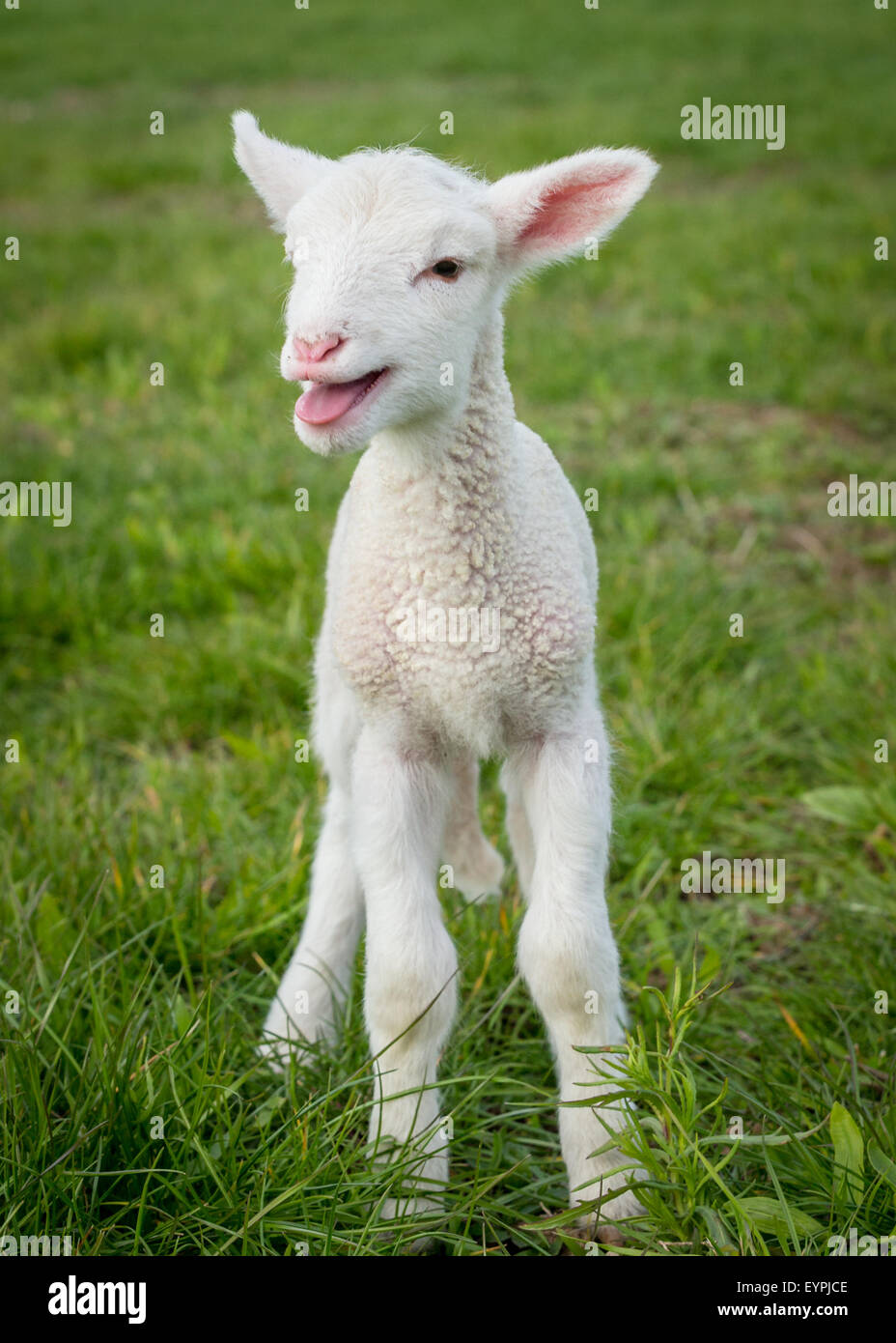 ein junges weißes Lamm in einem Feld Gras Stockfoto