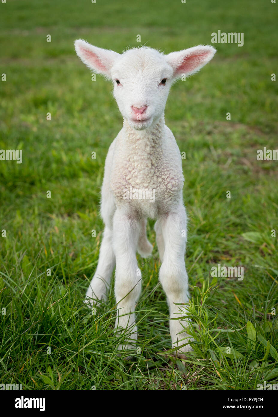 ein junges weißes Lamm in einem Feld Gras Stockfoto