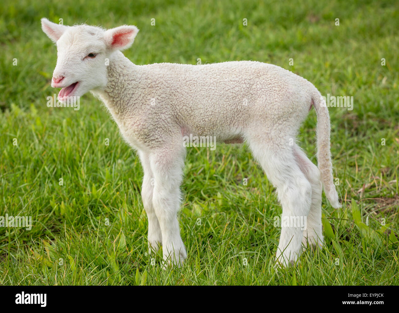 ein junges weißes Lamm in einem Feld Gras Stockfoto