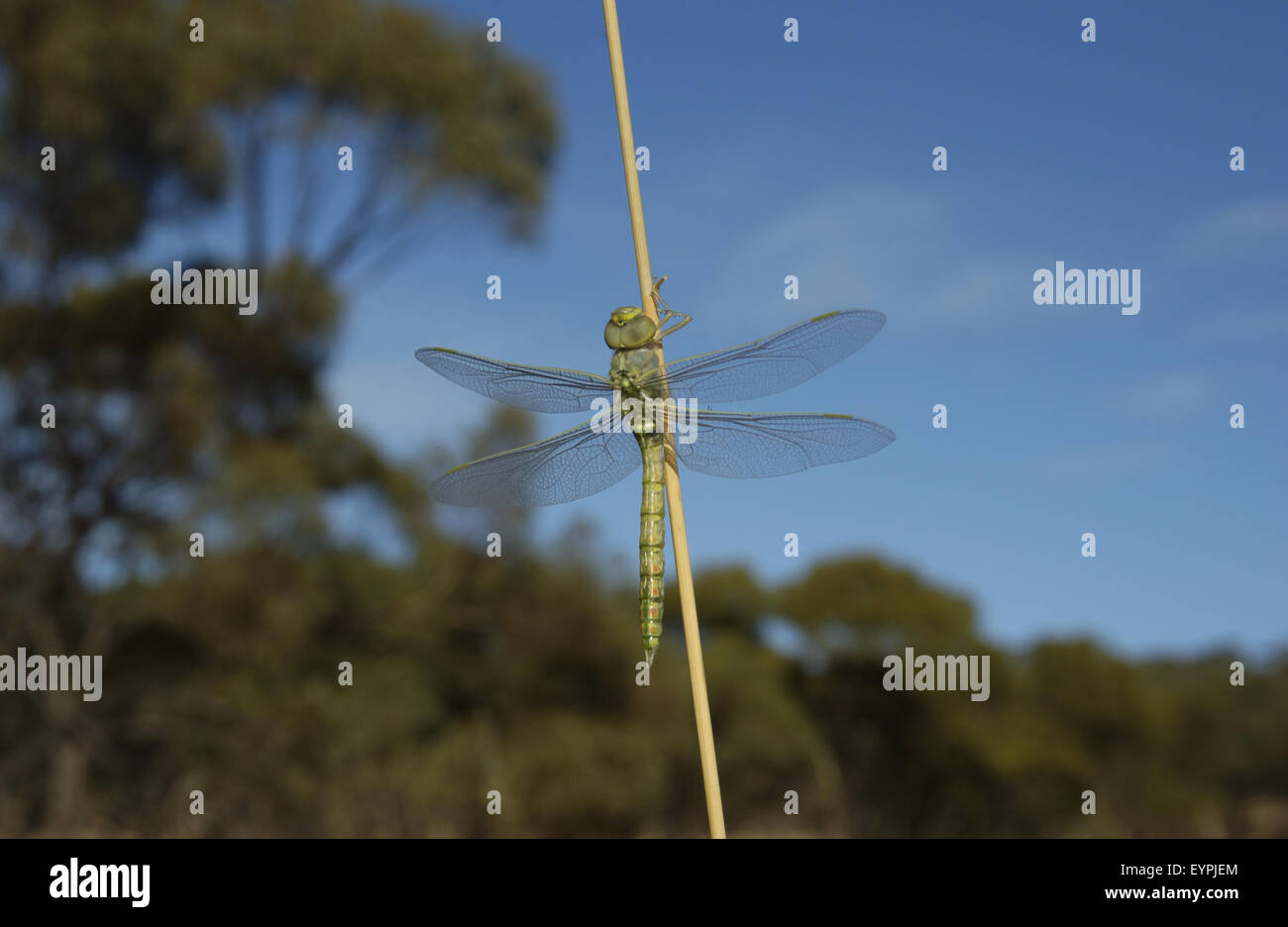 Libellen (Odonata) ruht auf einem Zweig, Perth, Western Australia. Stockfoto