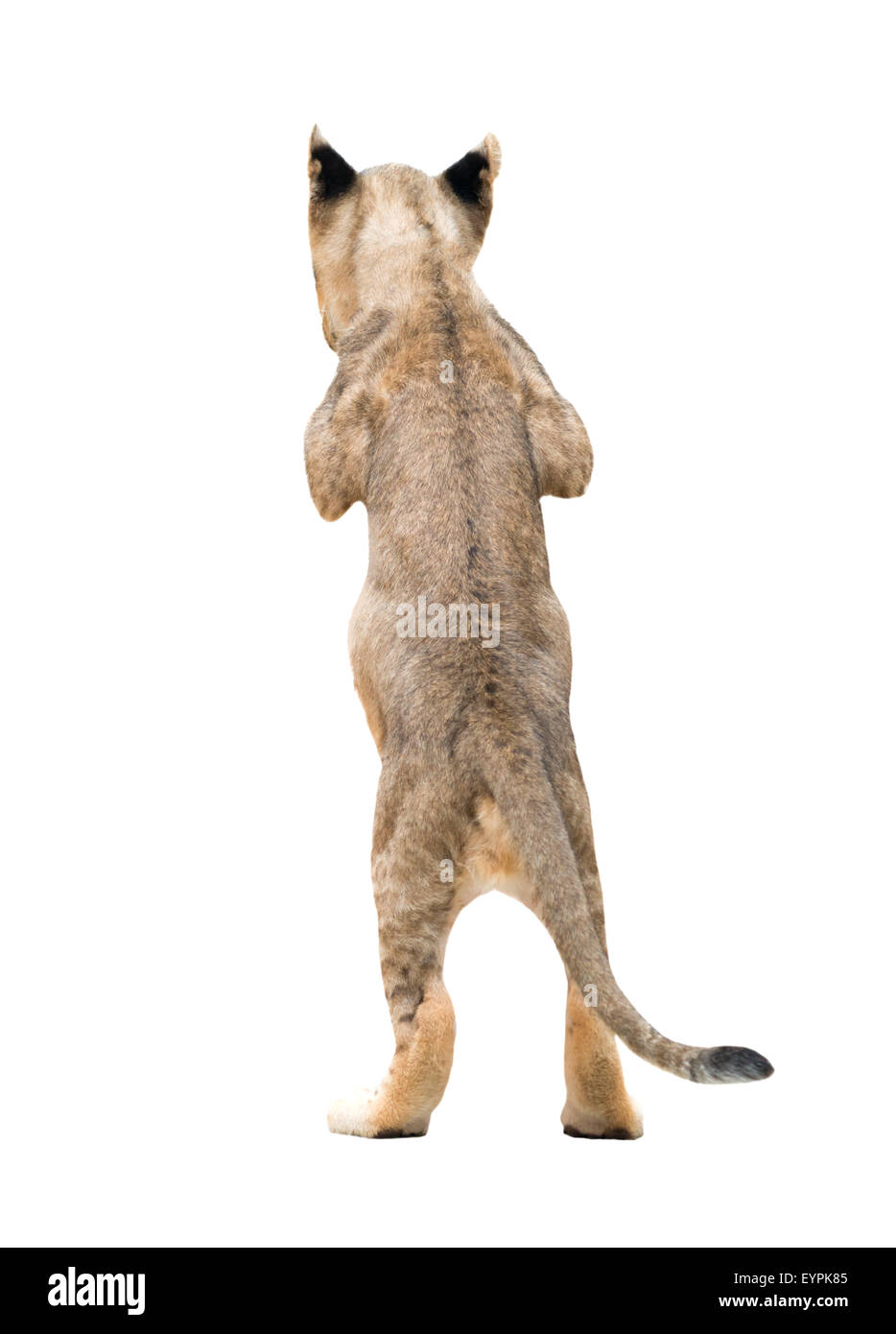 Löwenbaby isoliert auf weißem Hintergrund Stockfoto