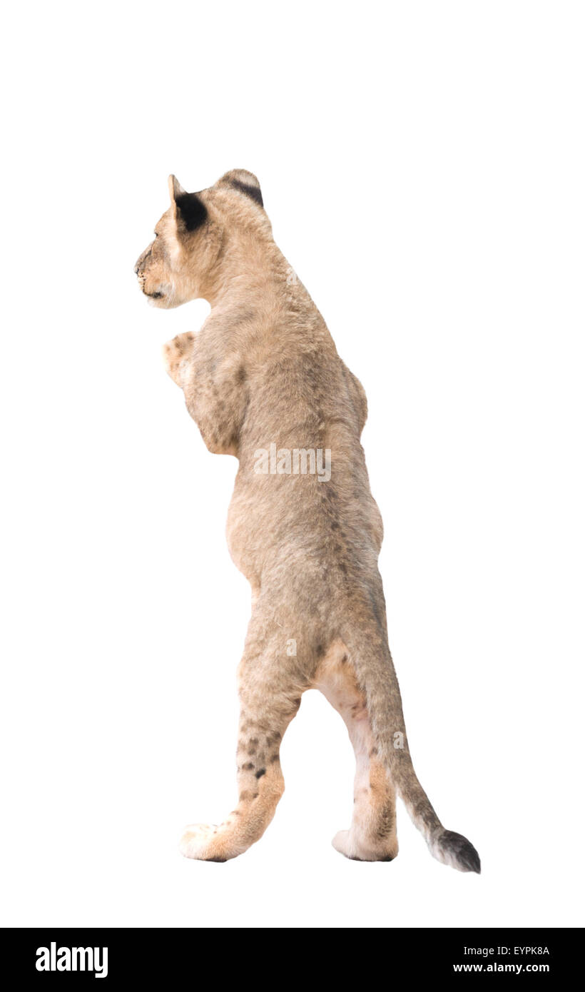 Löwenbaby isoliert auf weißem Hintergrund Stockfoto