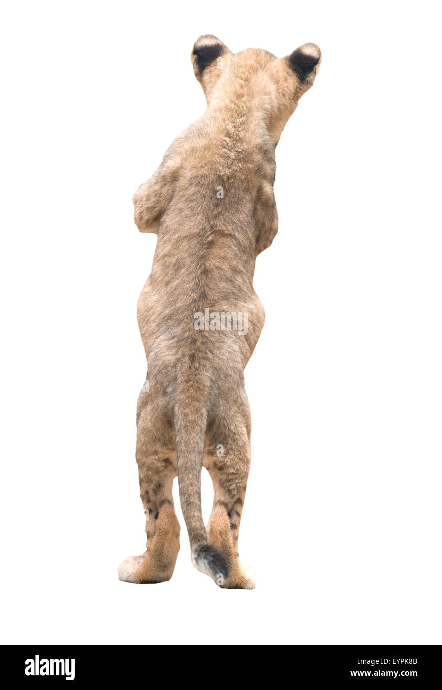 Löwenbaby isoliert auf weißem Hintergrund Stockfoto