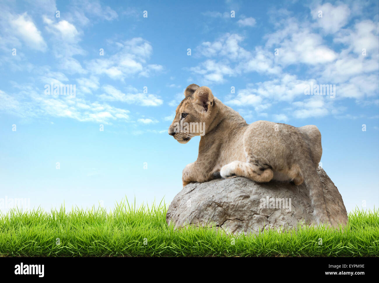 Löwenbaby sitzen auf den Felsen mit grünem Rasen und blauer Himmel Stockfoto