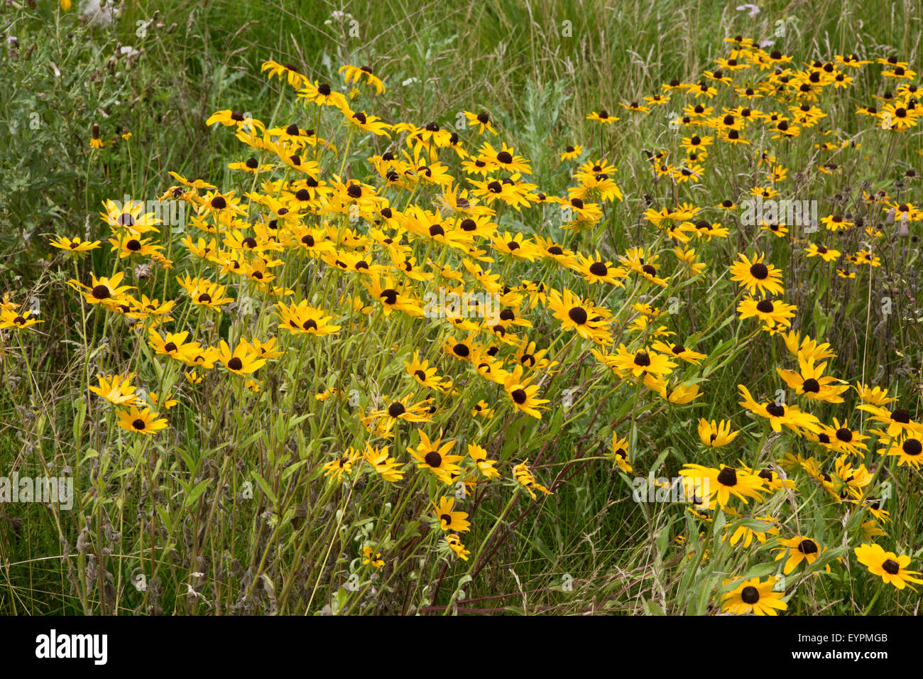 Patch von wildwachsenden Black-Eyed Susans (Rudbeckia Hirta) Stockfoto
