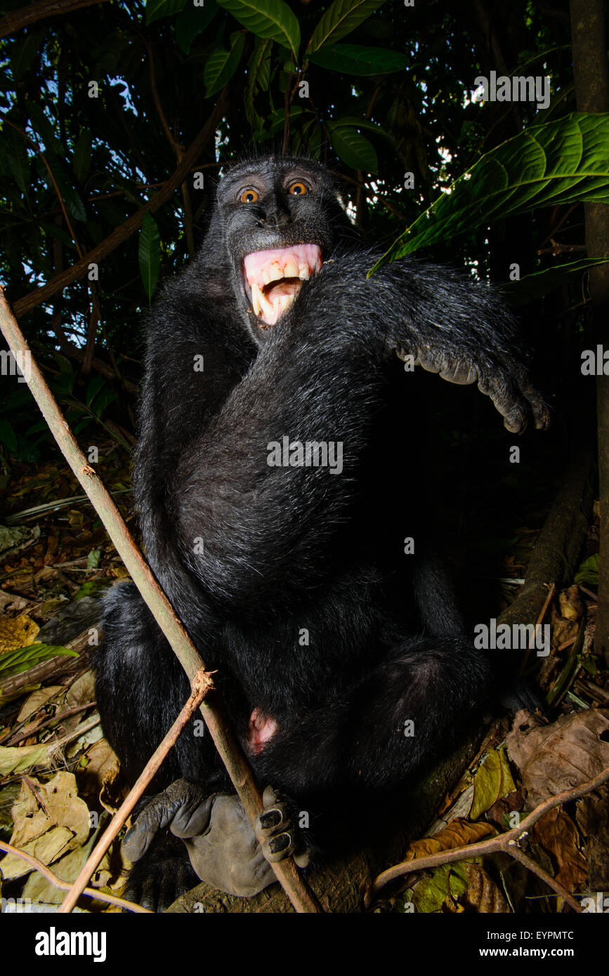 Eine schwarze Celebes crested Macaque von Nord-Sulawesi zeigt seine Zähne zu manifestieren, dass es unangenehm ist Stockfoto