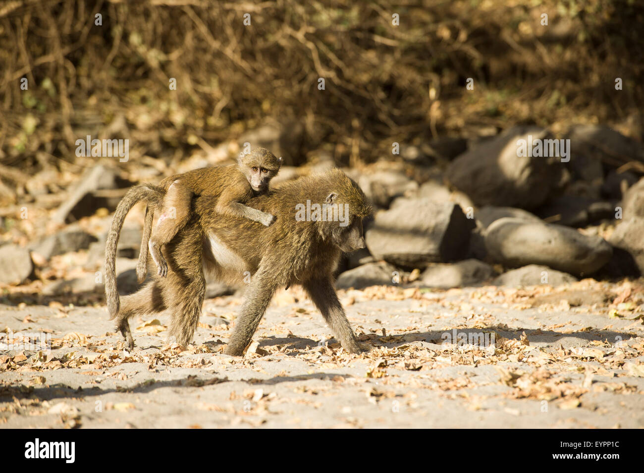 Olive Pavian mit Baby (Cynocephalus Papio Anubis), Awash-Nationalpark, Äthiopien Stockfoto