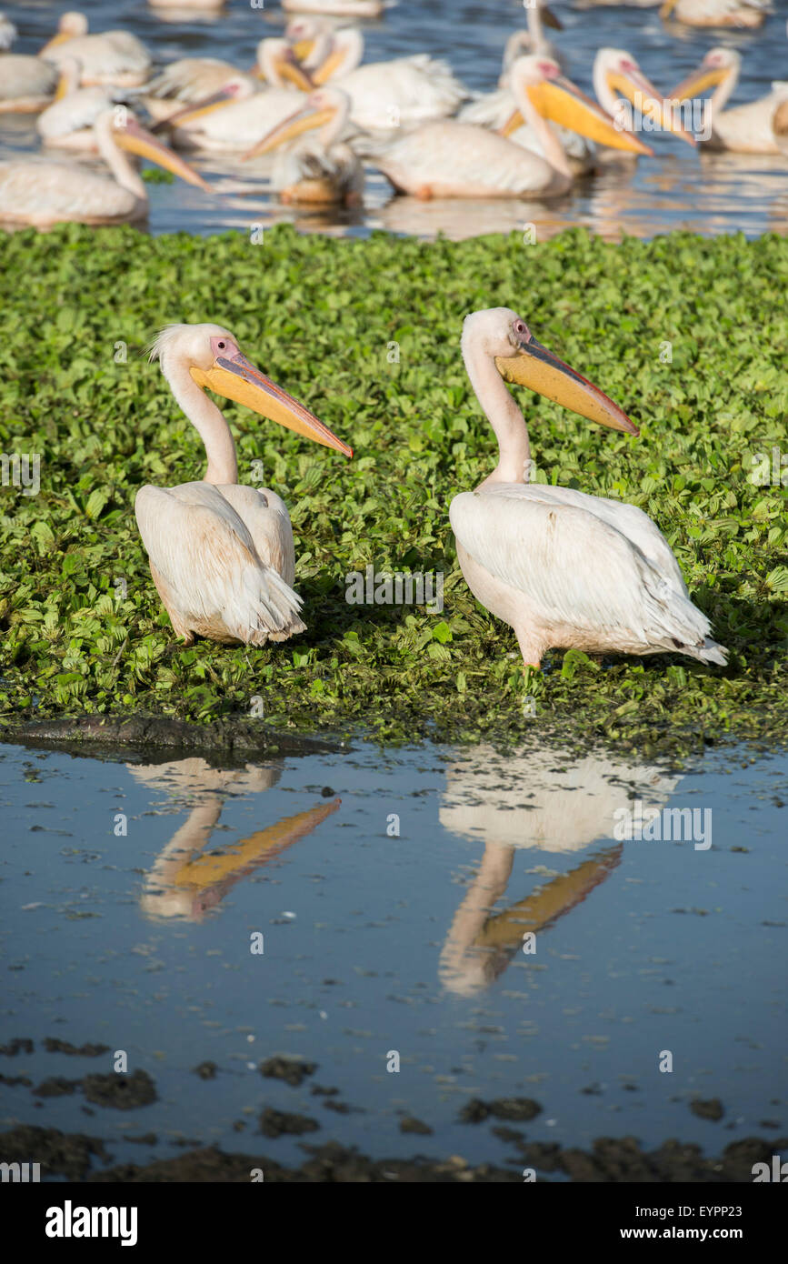 Große weiße Pelikane Pelecanus Onocrotalus Lake Ziway, Äthiopien Stockfoto