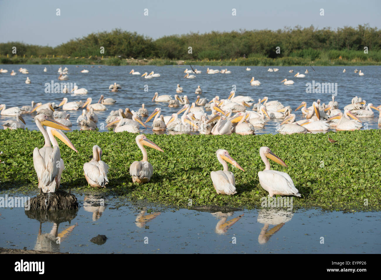 Große weiße Pelikane Pelecanus Onocrotalus Lake Ziway, Äthiopien Stockfoto