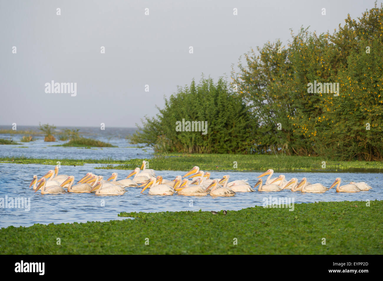 Große weiße Pelikane Pelecanus Onocrotalus Lake Ziway, Äthiopien Stockfoto